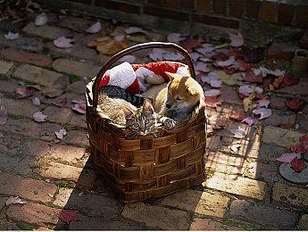 《索尼克赛车：交叉世界》单人模式试玩版即将推出！下周上线