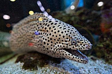 《华纳大乱斗》下周更新 排位赛模式将常驻游戏