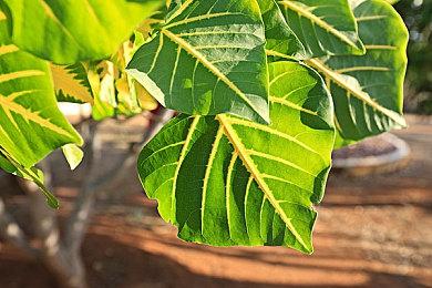 《Gridlock Gladiators》steam页面上线 环境构建对战新游